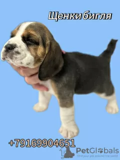 Photo №4. I will sell beagle in the city of Москва. breeder - price - negotiated