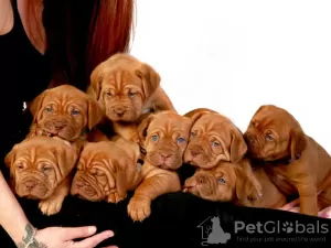 Photo №2 to announcement № 127490 for the sale of dogue de bordeaux - buy in Germany private announcement