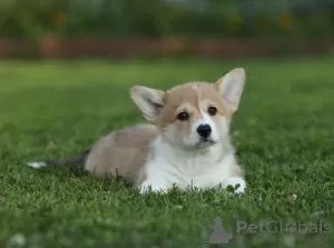 Photo №4. I will sell welsh corgi in the city of Cherepovets. breeder - price - 2839$