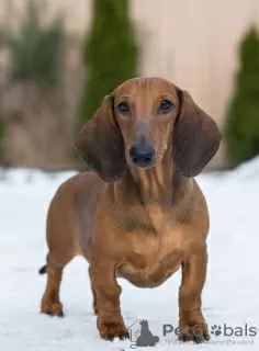 Photo №4. I will sell dachshund in the city of Kaliningrad. breeder - price - negotiated