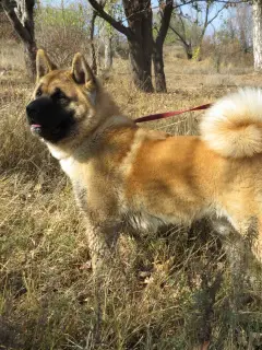 Photo №3. Puppies of American Akita.. Ukraine