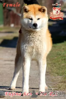 Photo №2 to announcement № 73346 for the sale of akita - buy in Ukraine breeder