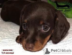 Additional photos: Dachshund miniature - grown up puppy