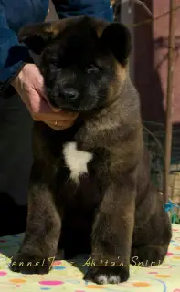 Photo №1. american akita - for sale in the city of Москва | 976$ | Announcement № 2248