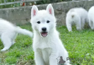 Photo №1. siberian husky - for sale in the city of Ниш | negotiated | Announcement № 119948