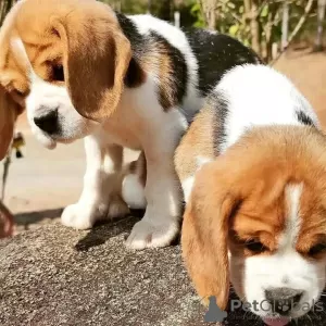 Photo №3. beagle puppies looking. Germany