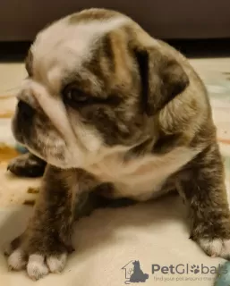 Additional photos: English bulldog boy