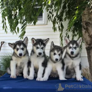 Photo №1. alaskan malamute - for sale in the city of Parkano | Is free | Announcement № 128376