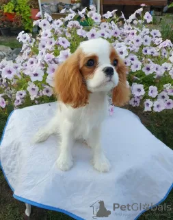 Photo №1. cavalier king charles spaniel - for sale in the city of Omsk | 1562$ | Announcement № 64614