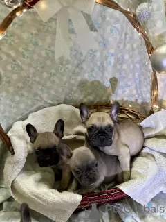 Additional photos: French bulldog