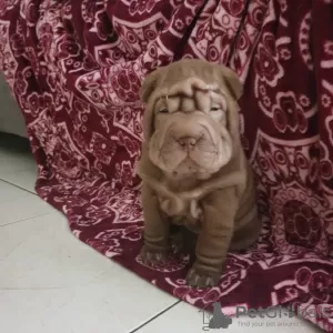 Photo №2 to announcement № 57263 for the sale of shar pei - buy in Israel private announcement