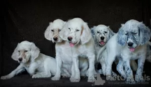 Additional photos: English Setter puppies