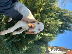 Additional photos: Bracco Italiano Puppies