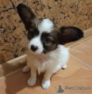 Photo №2 to announcement № 13248 for the sale of papillon dog - buy in Germany private announcement, from nursery, breeder