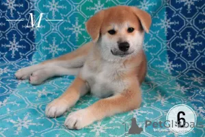 Additional photos: Akita inu puppies. Japanese akita