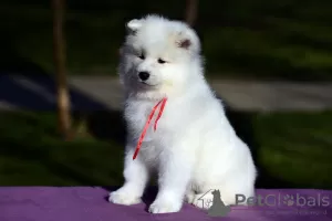 Additional photos: Samoyed puppies for sale