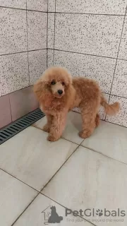 Photo №1. poodle (toy) - for sale in the city of Zrenjanin | 1057$ | Announcement № 125502