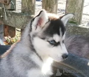 Additional photos: Husky kids