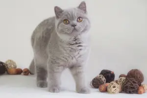 Photo №3. British shorthair boy. Ukraine