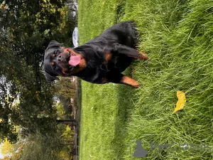 Additional photos: Kennel Club Registered beautiful Rottweiler Puppies