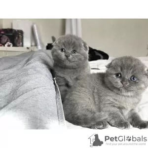 Photo №1. scottish fold - for sale in the city of Sheffield Bottom | Is free | Announcement № 103690