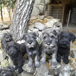 Photo №2 to announcement № 123692 for the sale of standard schnauzer, schnauzer - buy in Serbia 