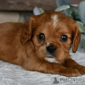 Photo №3. Cavalier King Charles Spaniel available. Brazil