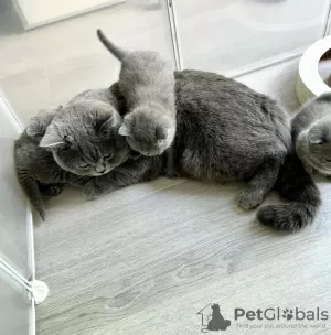 Photo №1. british shorthair - for sale in the city of Darien | 350$ | Announcement № 122944