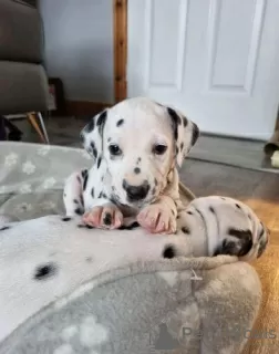 Photo №3. Beautiful Dalmatian Pups,. United Kingdom