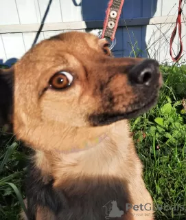 Additional photos: A dog in a T-shirt is looking for a home