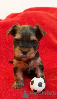 Photo №3. Yorkshire Terrier. Germany