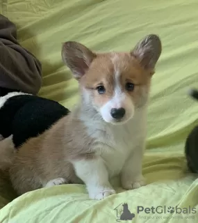 Photo №3. Beautiful Pembroke Welsh Corgi puppies.. Germany