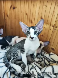 Additional photos: Peterbald kittens