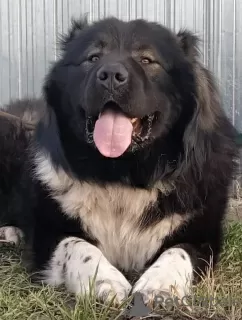 Photo №2 to announcement № 17205 for the sale of caucasian shepherd dog - buy in Russian Federation from nursery