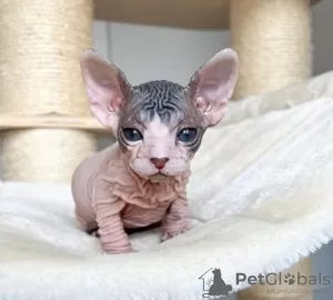 Photo №1. sphynx cat - for sale in the city of Uppsala | negotiated | Announcement № 97890