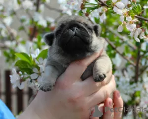 Photo №1. pug - for sale in the city of Orenburg | 1208$ | Announcement № 10422