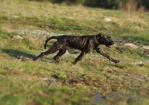 Additional photos: Cane Corso female puppy - FCI pedigree - for work and family