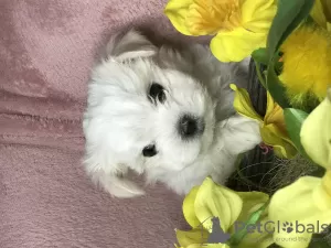 Photo №2 to announcement № 32621 for the sale of maltese dog - buy in Lithuania private announcement