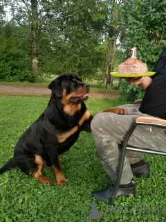 Additional photos: Rottweiler puppies want to meet their new owners