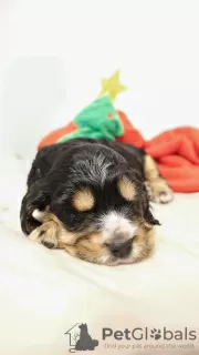 Additional photos: English Cocker Spaniel puppies