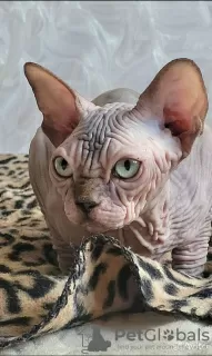 Photo №2 to announcement № 115366 for the sale of sphynx-katze - buy in Russian Federation private announcement, breeder