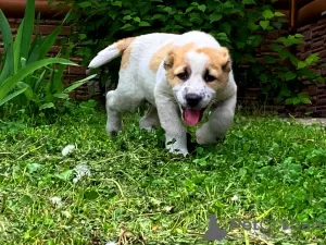 Photo №4. I will sell central asian shepherd dog in the city of Penza. breeder - price - negotiated