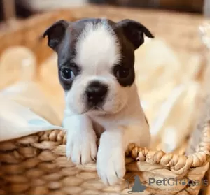 Photo №3. Boston Terrier, puppies for sale. Sweden