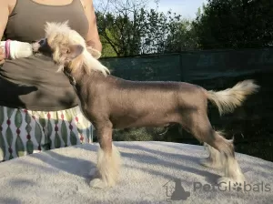 Photo №4. I will sell chinese crested dog in the city of Zagreb.  - price - negotiated