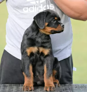 Additional photos: Rottweiler puppies, top litter