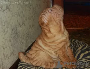 Photo №3. Shar Pei puppies. Russian Federation