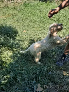 Additional photos: Elegant and sophisticated female Lagotto Romagnolo puppy