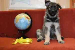 Photo №2 to announcement № 1223 for the sale of east-european shepherd - buy in Belarus from nursery