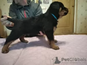 Photo №4. I will sell rottweiler in the city of Новая Каховка. private announcement - price - 243$