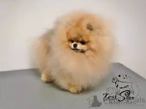 Photo №4. I will sell pomeranian in the city of Dubai. breeder - price - 6000$